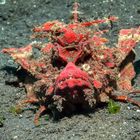 Lembeh Strait  Muck Diving