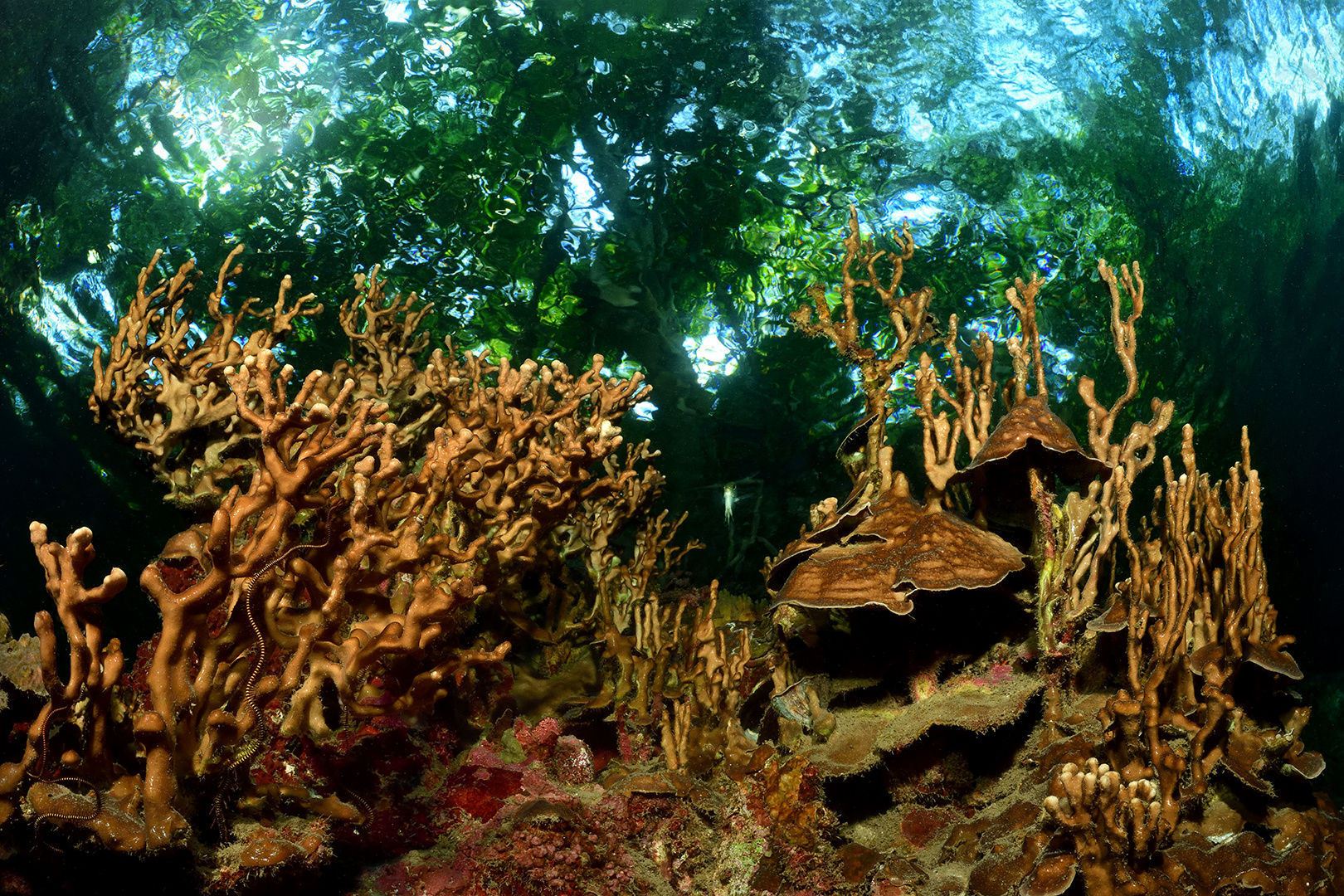 Lembeh Strait V