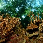 Lembeh Strait V