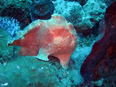 Lembeh Sulawesi