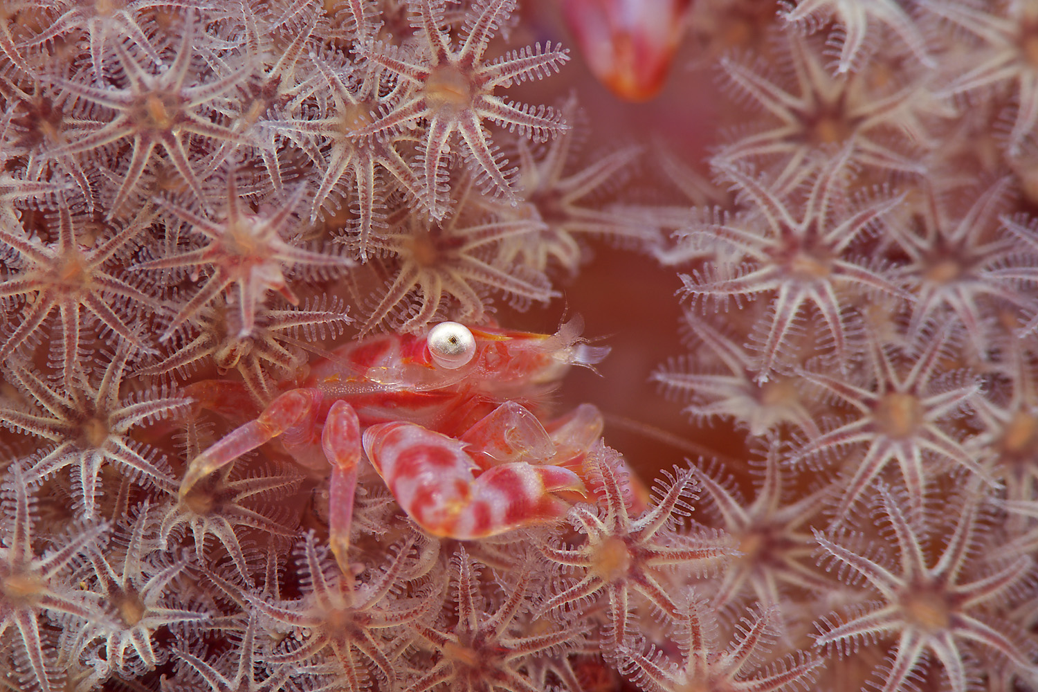 Lembeh_17_01