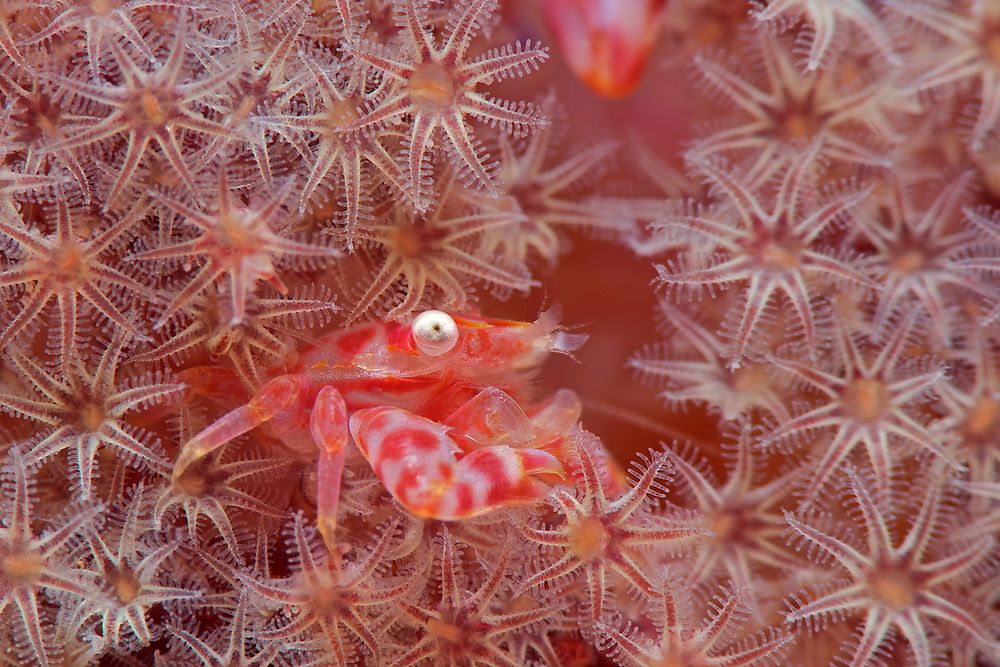 Lembeh_17_01