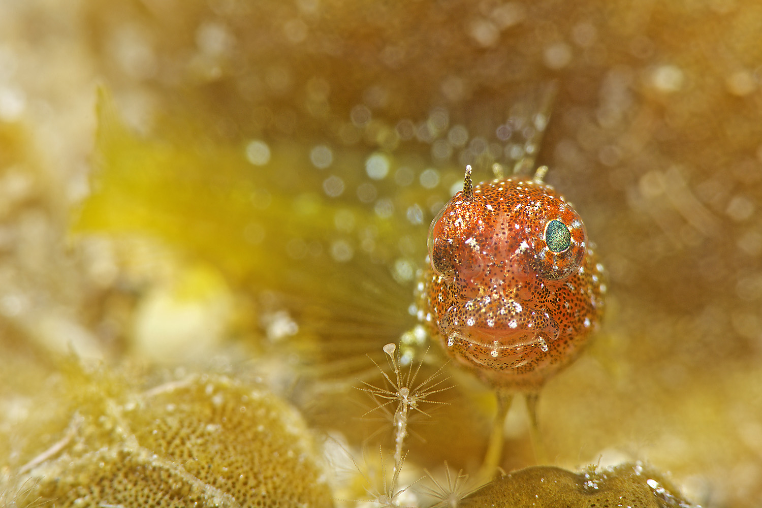 Lembeh_17_02