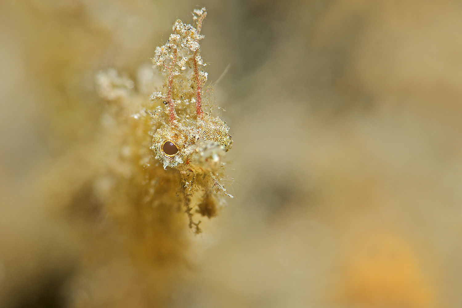 Lembeh_17_03