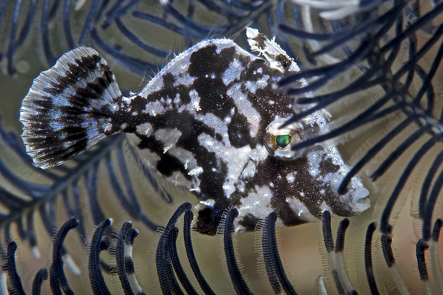 Lembeh_17_04