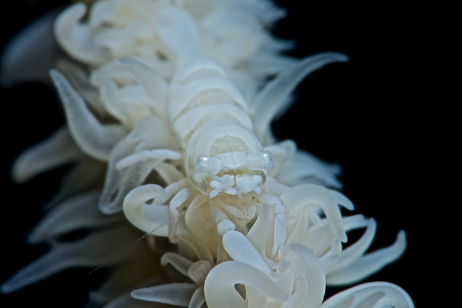 Lembeh_17_05