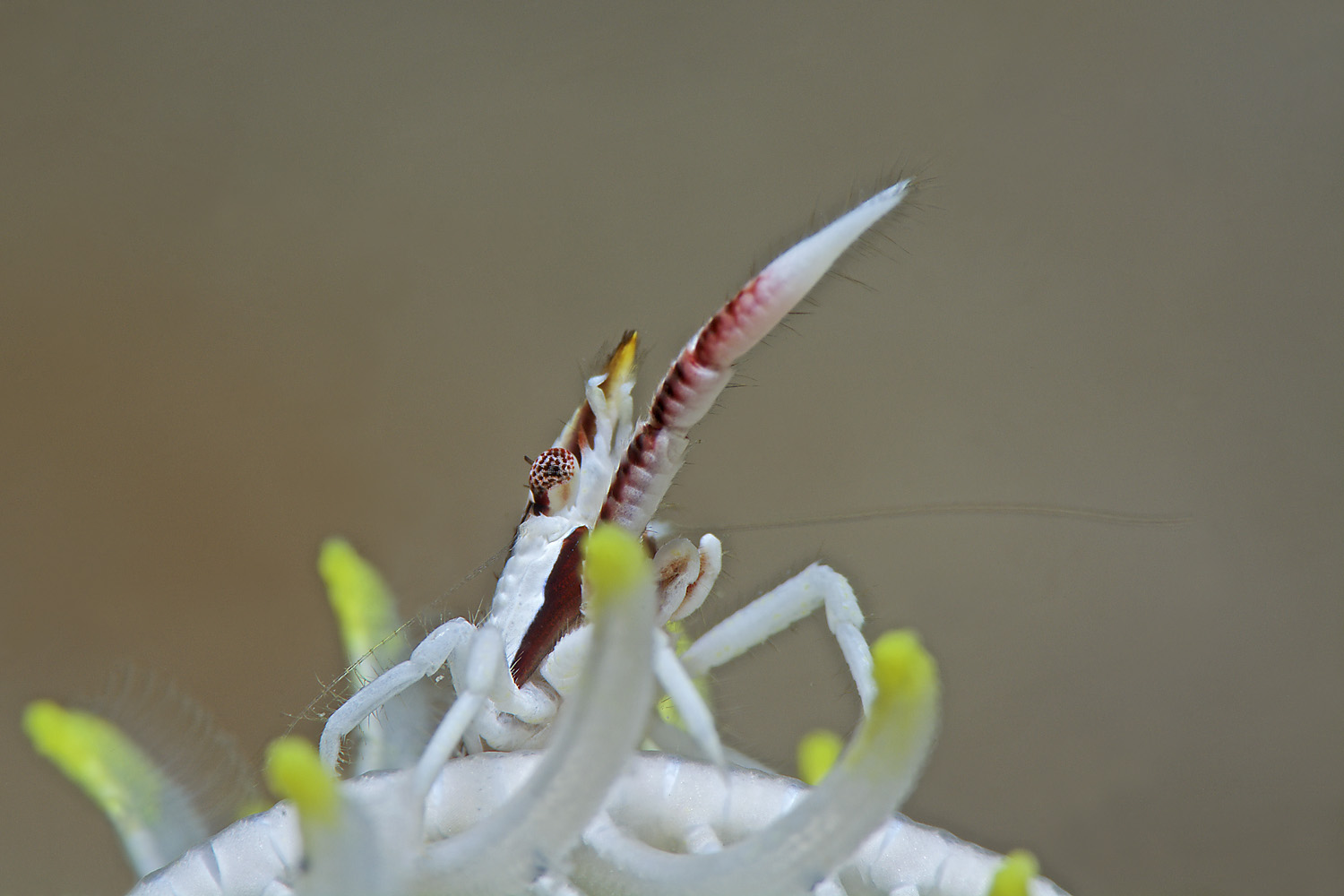 Lembeh_17_07