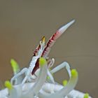 Lembeh_17_07