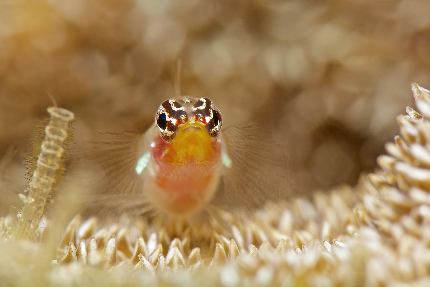 Lembeh_17_08