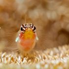 Lembeh_17_08