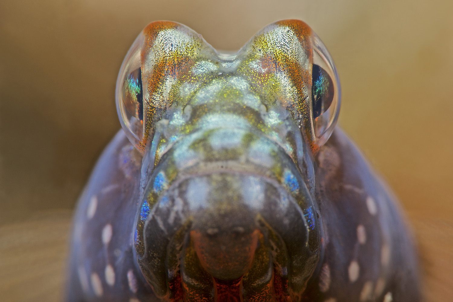 Lembeh_17_09