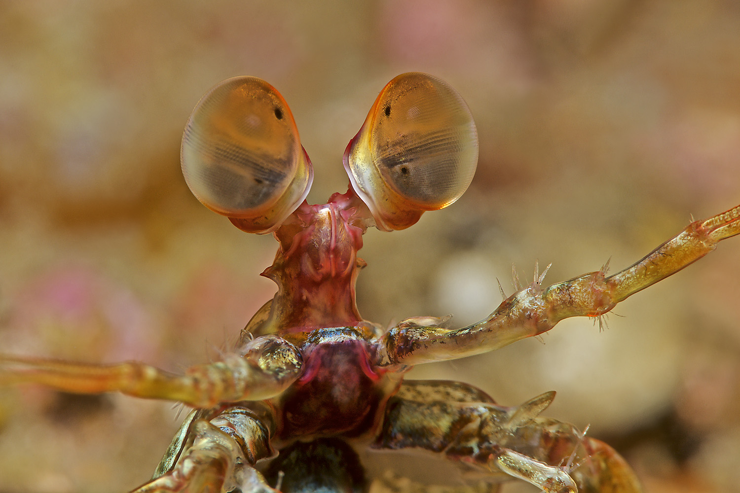 Lembeh_17_10