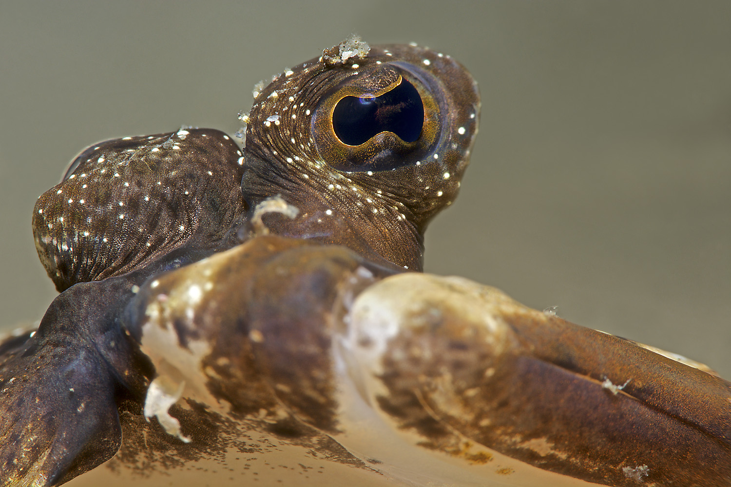 Lembeh_17_11