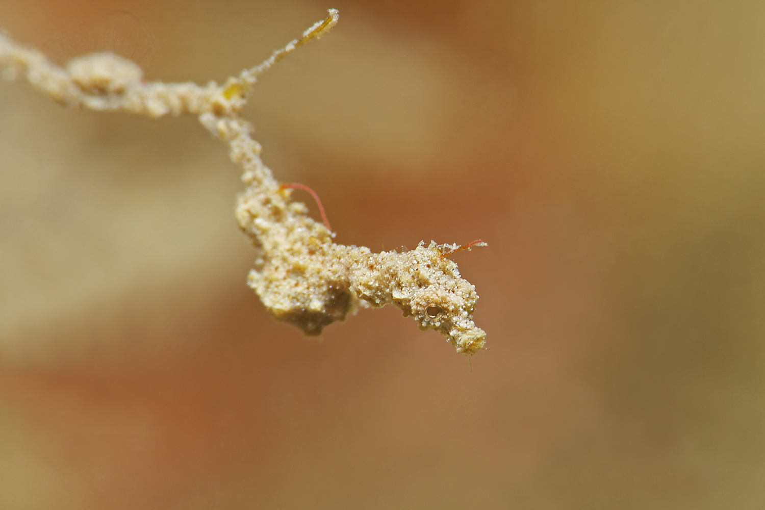 Lembeh_17_12