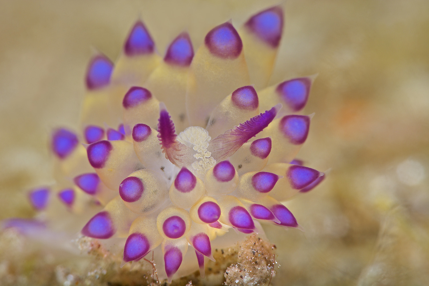 Lembeh_17_13