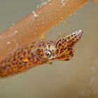 Lembeh_17_14