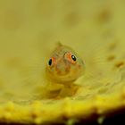 Lembeh_17_17