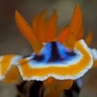 Lembeh_17_18