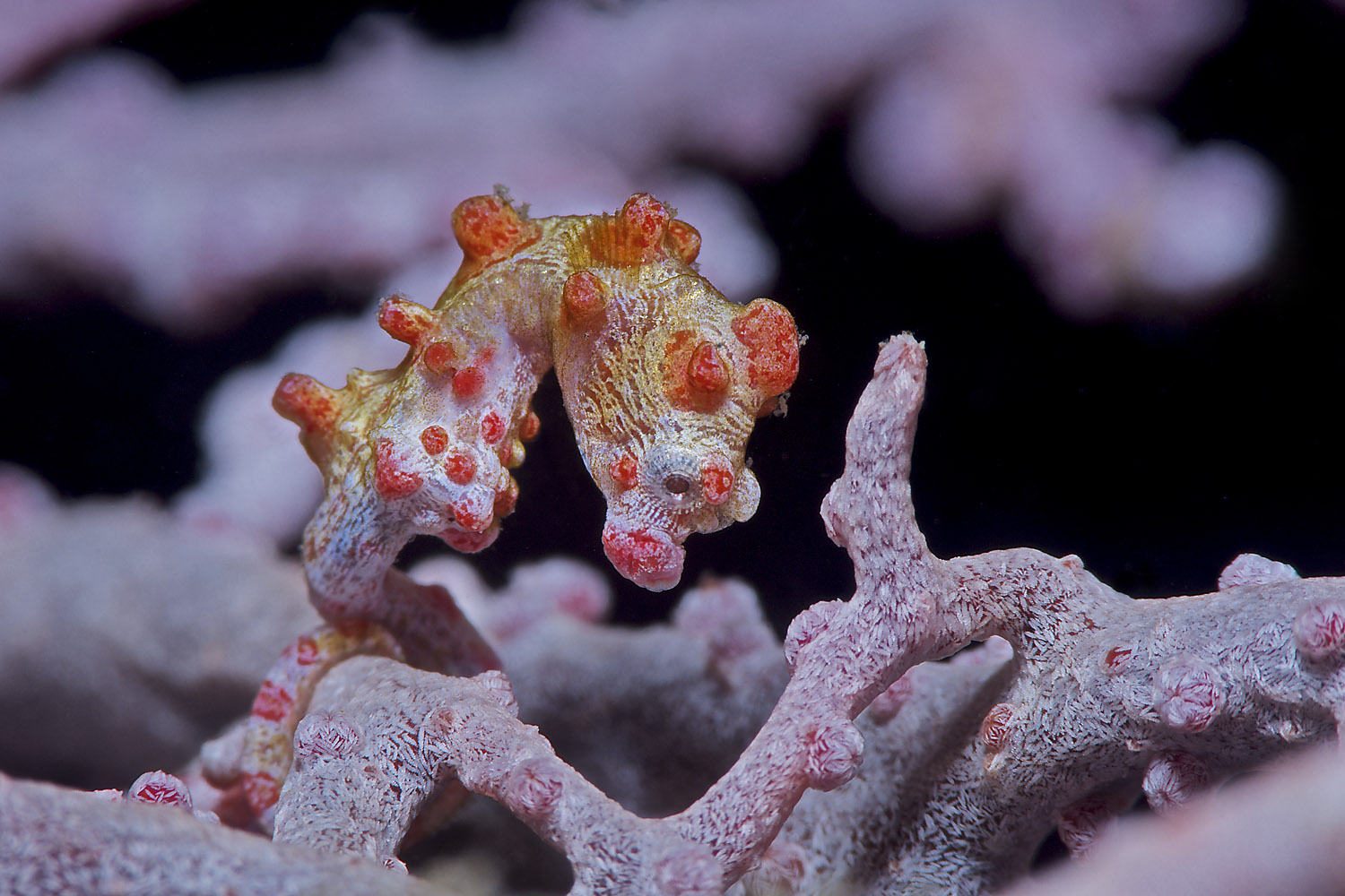 Lembeh_17_19