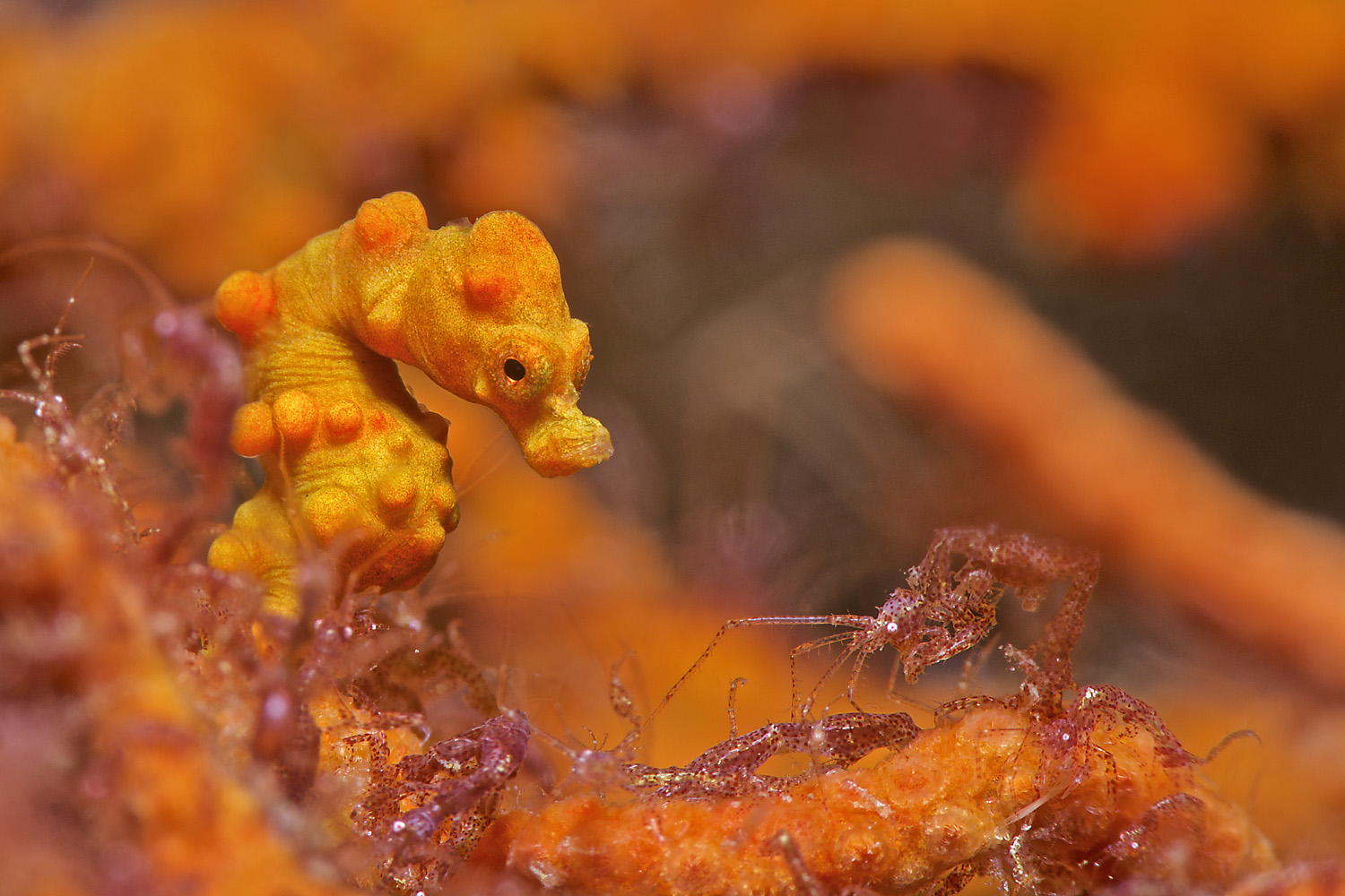 Lembeh_17_20