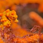 Lembeh_17_20