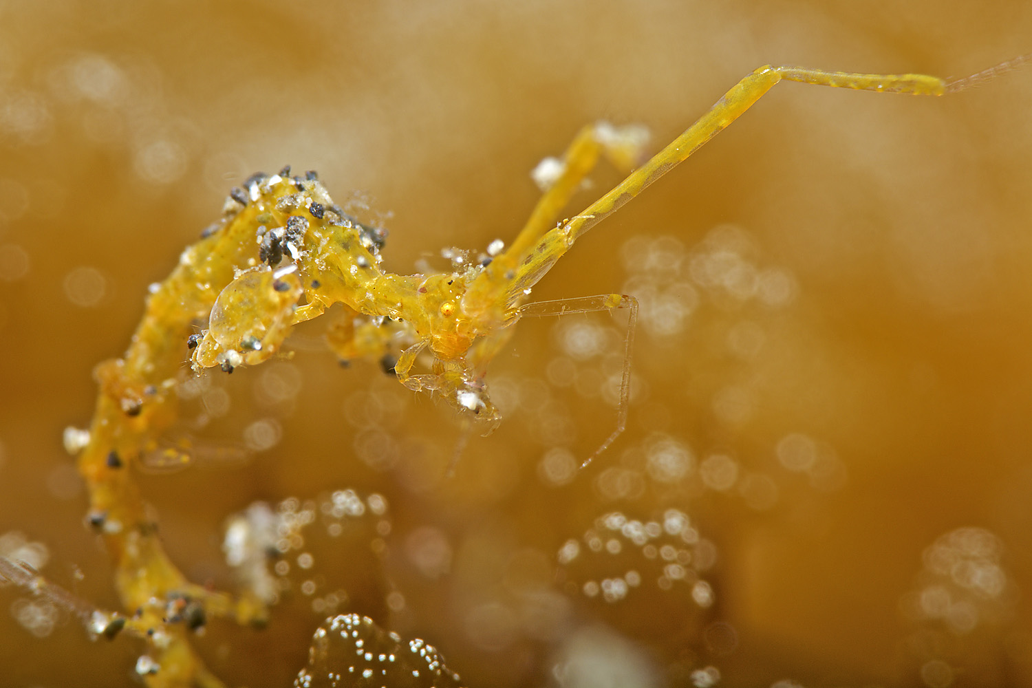 Lembeh_17_21