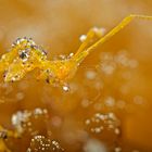 Lembeh_17_21