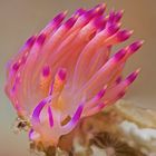 Lembeh_17_22