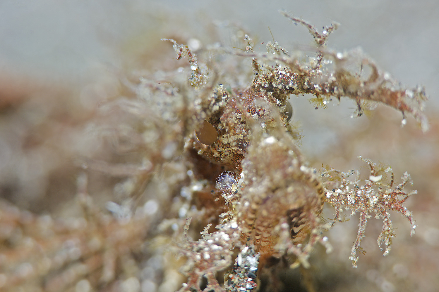 Lembeh_17_24