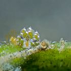 Lembeh_17_25