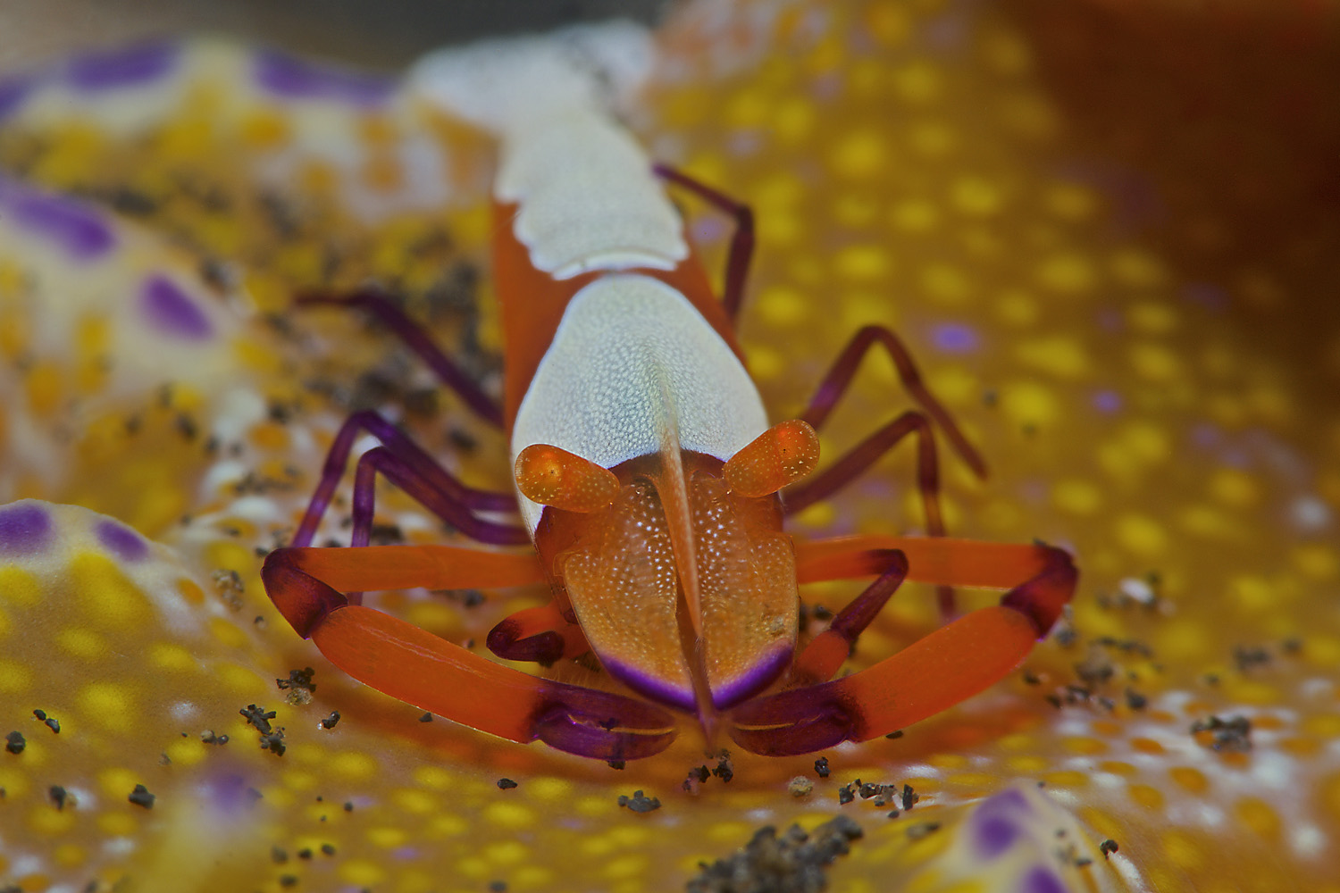 Lembeh_17_26