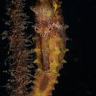 Lembeh337