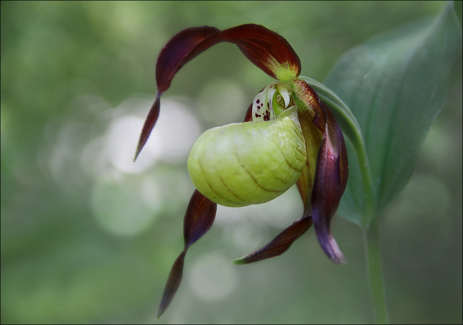 L'Emblème : Cypripedium calceolus