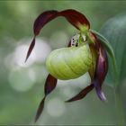 L'Emblème : Cypripedium calceolus