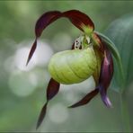 L'Emblème : Cypripedium calceolus