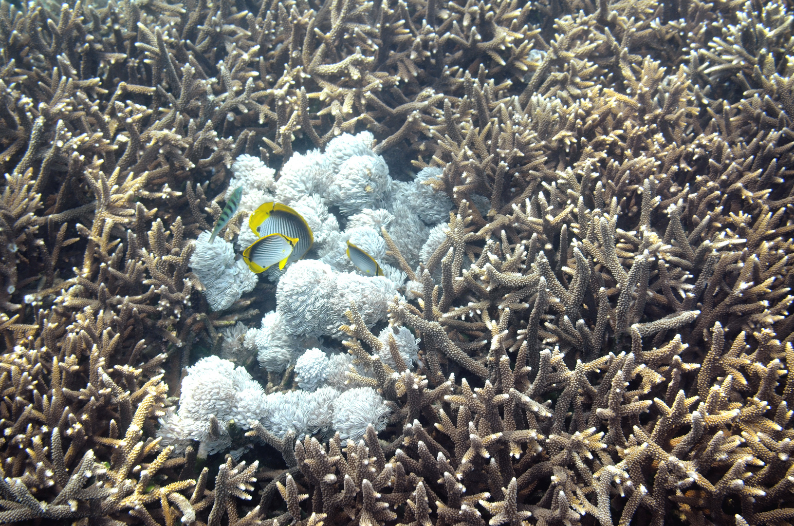 Lembongan