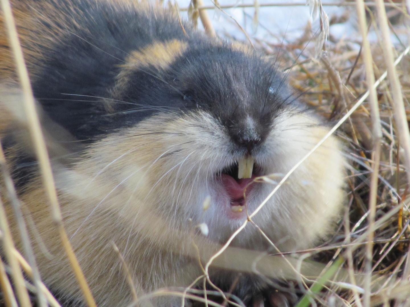 Lemming in Abwehrstellung