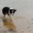 Lemmy on the Beach