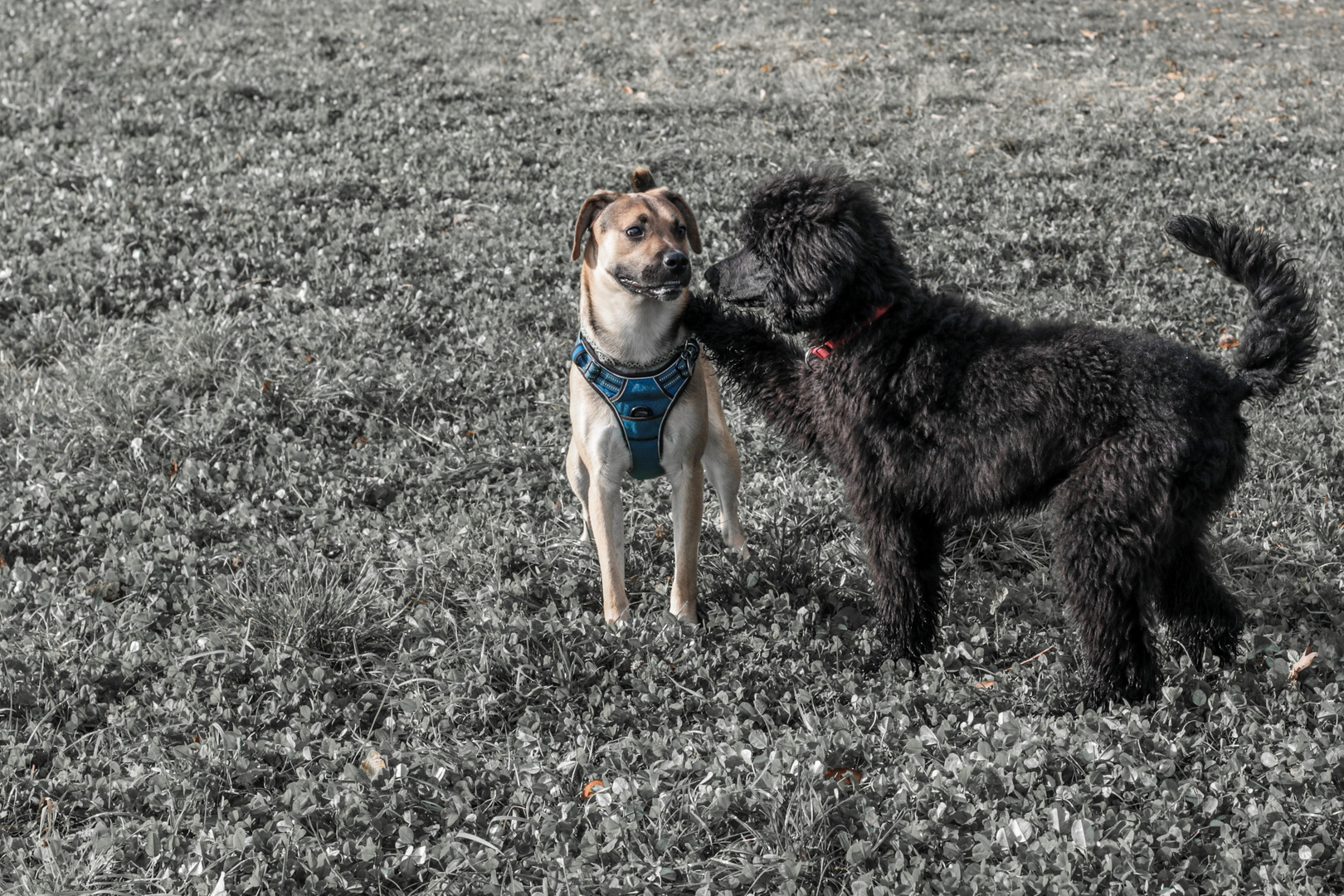 Lemmy und ein Kumpel