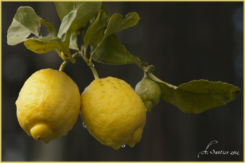 Lemon