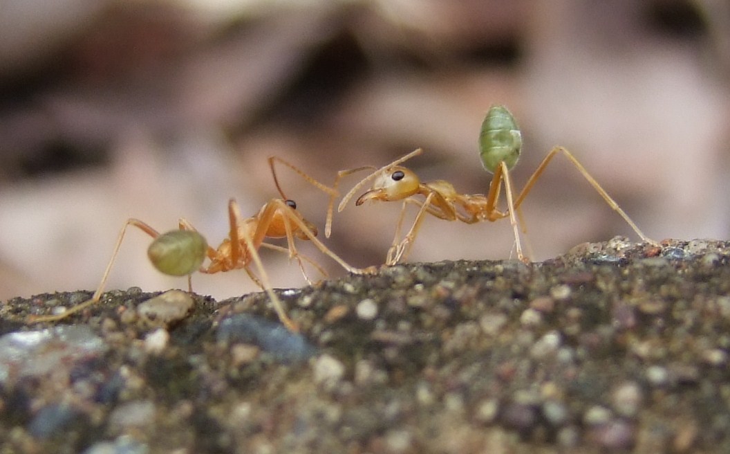 Lemon Ants