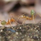 Lemon Ants