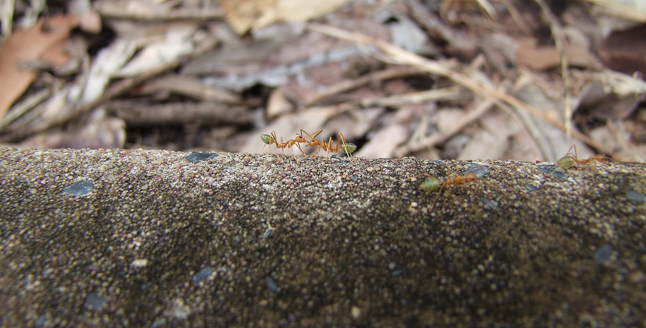 Lemon Ants - Australia