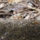 Lemon Ants - Australia