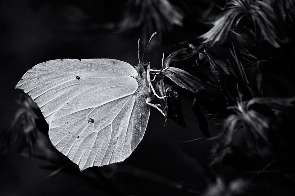 | Lemon Butterfly |