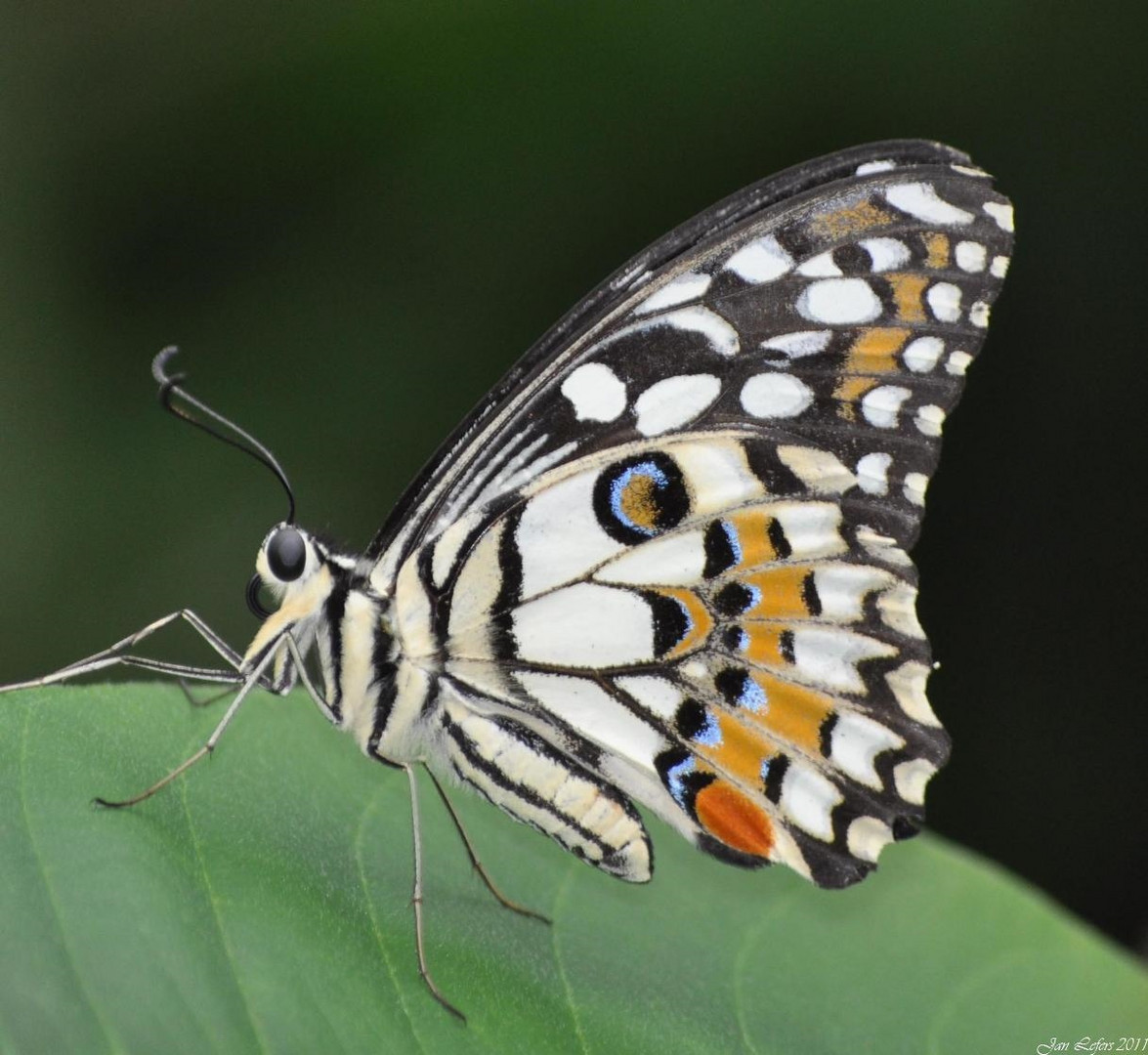 Lemon Butterfly, Papilio demoleus,