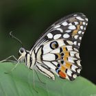 Lemon Butterfly, Papilio demoleus,