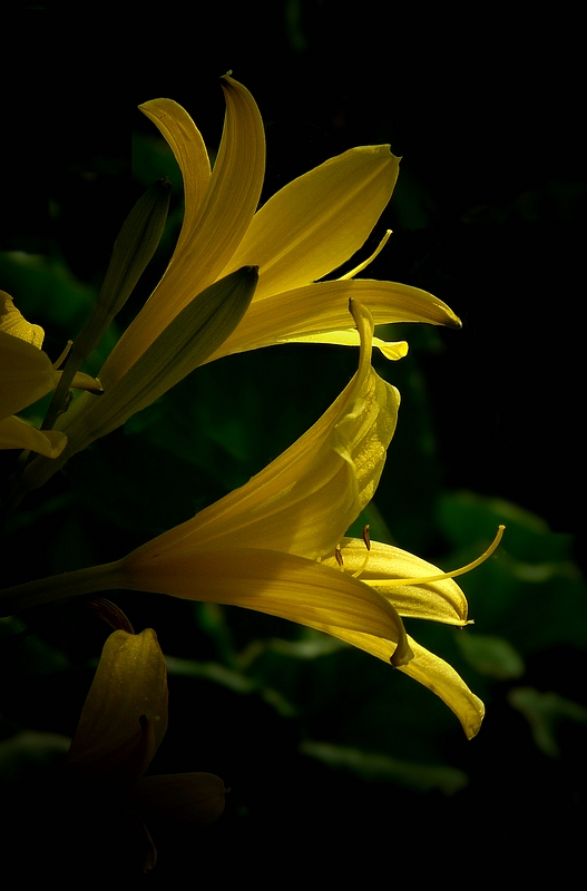 Lemon Day-Lily