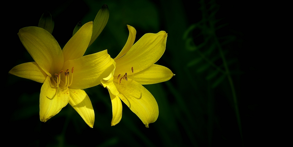 Lemon Day-Lily