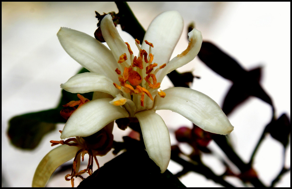 lemon flower